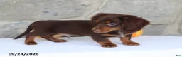 Miniature Dachshund dogs for sale: Tommy - Ad 2