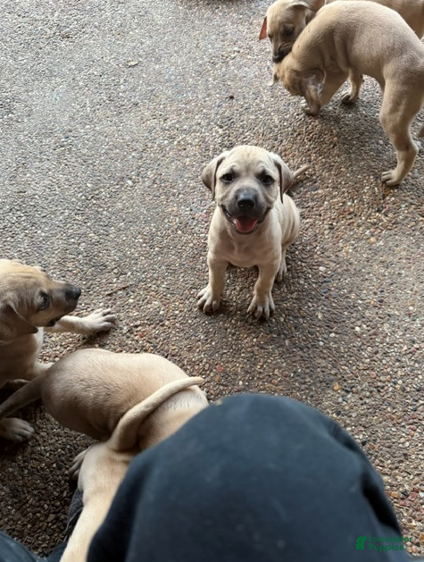 Black Mouth Cur dogs Black Mouth Cur 9 - Ad 1