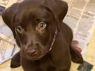 Labrador Retriever dogs Labrador Retriever Purple - Ad 6