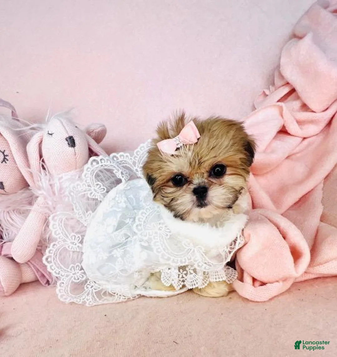 Shih Tzu dogs for sale: Shih Tzu 1 - Ad 2