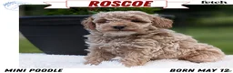 Miniature Poodle dogs for sale: Roscoe - Ad 1