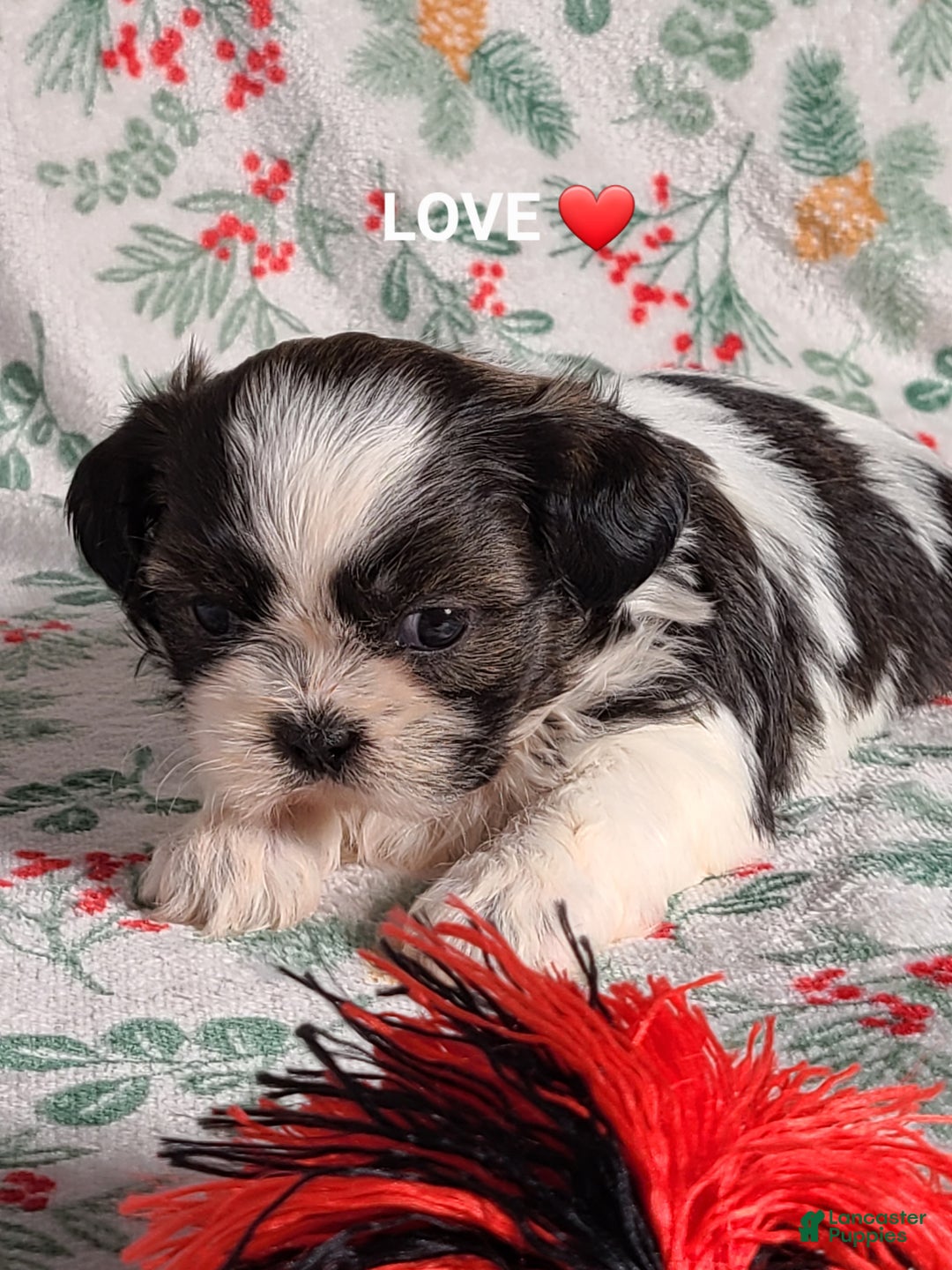 Shih Tzu dogs for sale: Love ❤️  - Ad 1