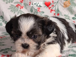 Shih Tzu dogs Love ❤️ - Ad 28