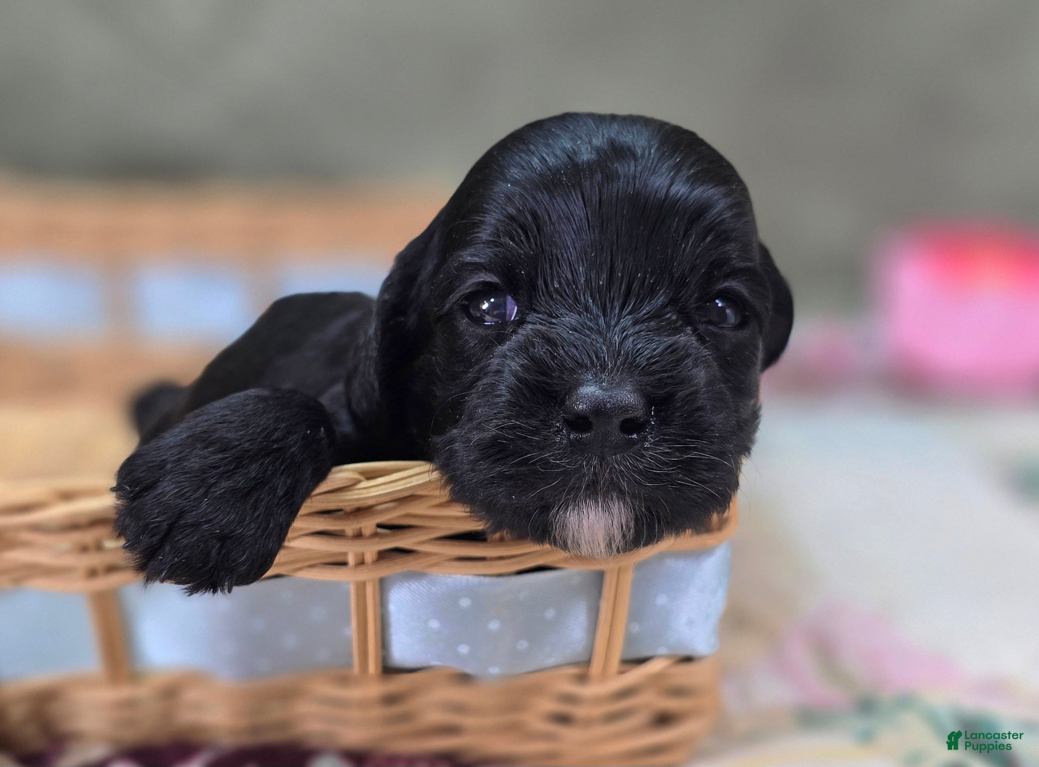 Cavapoo dogs Cash - Ad 20