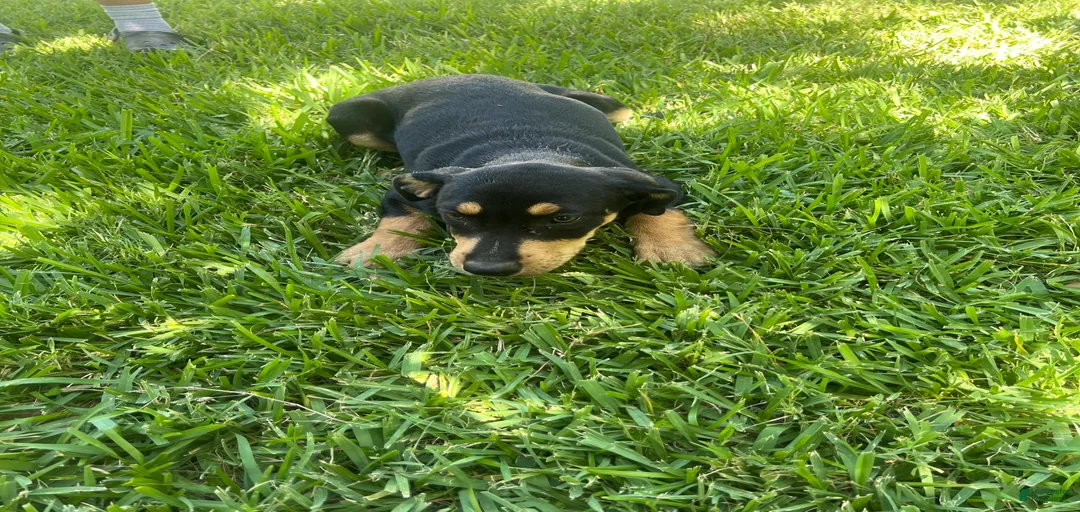 Gallery Image {{count}}