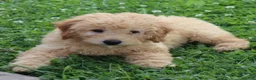 Mini Goldendoodle dogs for sale: Fluffy - Ad 4