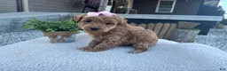 Mini Goldendoodle dogs for sale: Lili - Ad 4