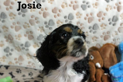 Cocker Spaniel dogs for sale: Josie - Ad 1