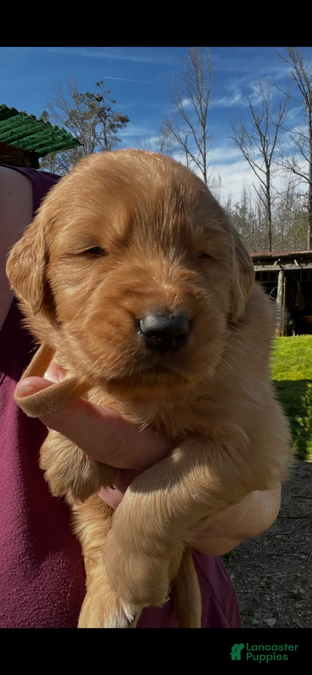Golden Retriever dogs for sale: Golden Retriever Puppy 4 - Ad 1