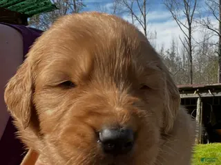 Golden Retriever dogs Golden Retriever Puppy 4 - Ad 15