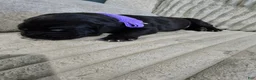 Mixed Breed dogs for sale: Purple - Ad 9