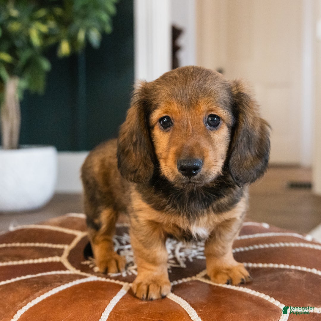 Dachshund dogs for sale: Dash - CHRISTMAS PUPPY! - Ad 18