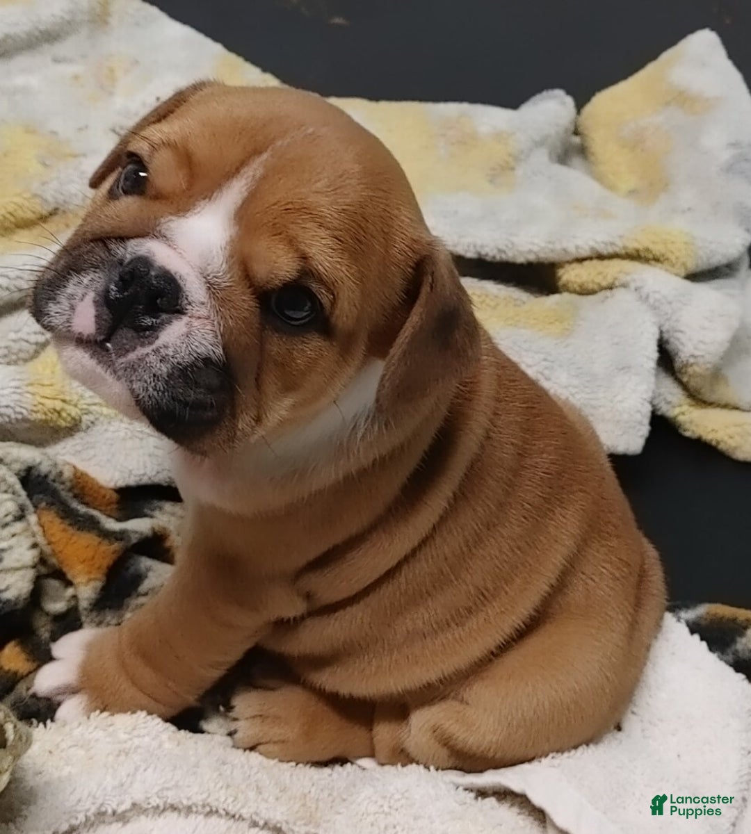 English Bulldog dogs for sale: Frankie - Ad 9