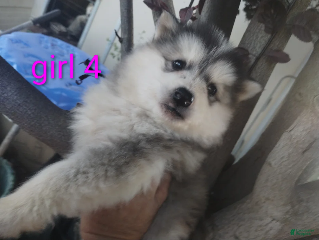 Alaskan Malamute dogs for sale: Girl 4  - Ad 1