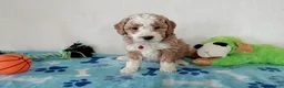 Cavapoo dogs for sale: Porky  - Ad 3