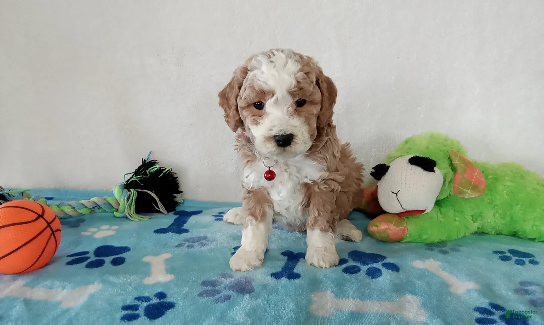 Cavapoo dogs for sale: Porky  - Ad 3
