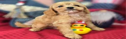 Cavapoo dogs for sale: Miles - Ad 13