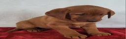 Labrador Retriever dogs for sale: Penny - Ad 4