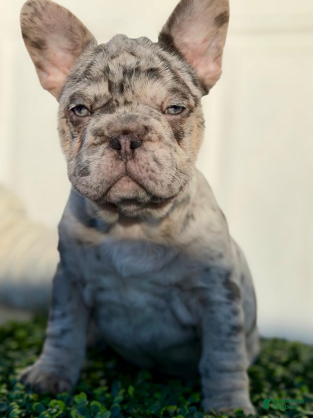 French Bulldog dogs for sale: TRIXIE - Ad 3