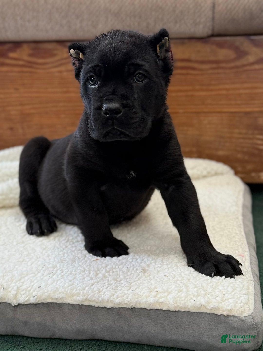 Cane Corso dogs for sale: Axle - Ad 5