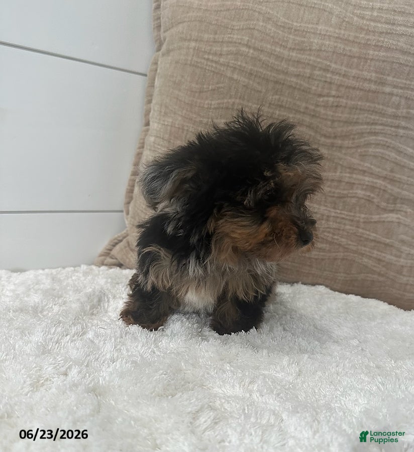 Yorkiepoo dogs Pepper - Ad 2