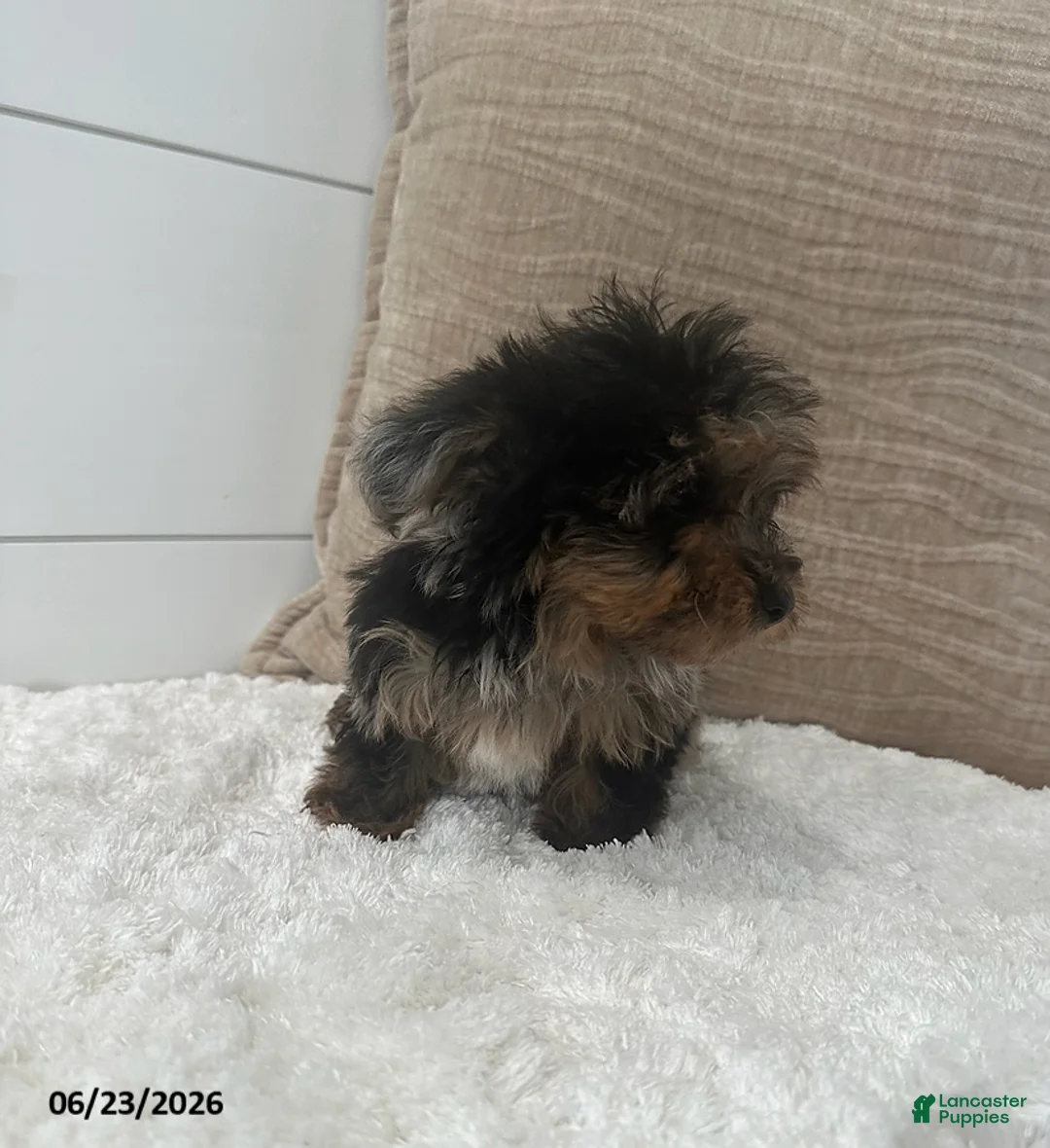 Yorkiepoo dogs for sale: Pepper - Ad 2