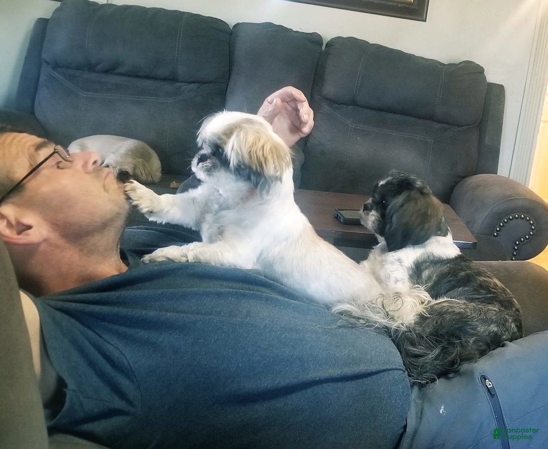 Gallery Image {{count}}