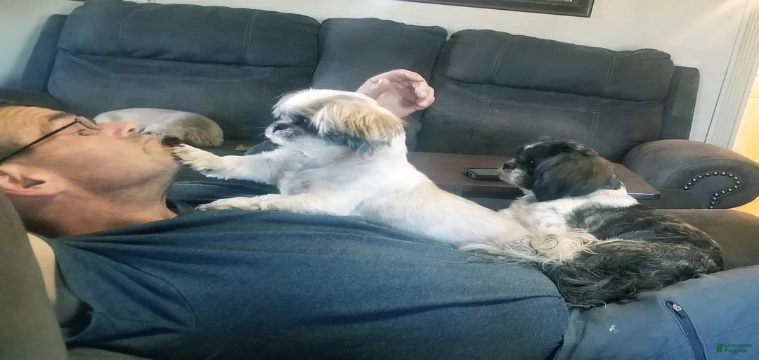 Gallery Image {{count}}