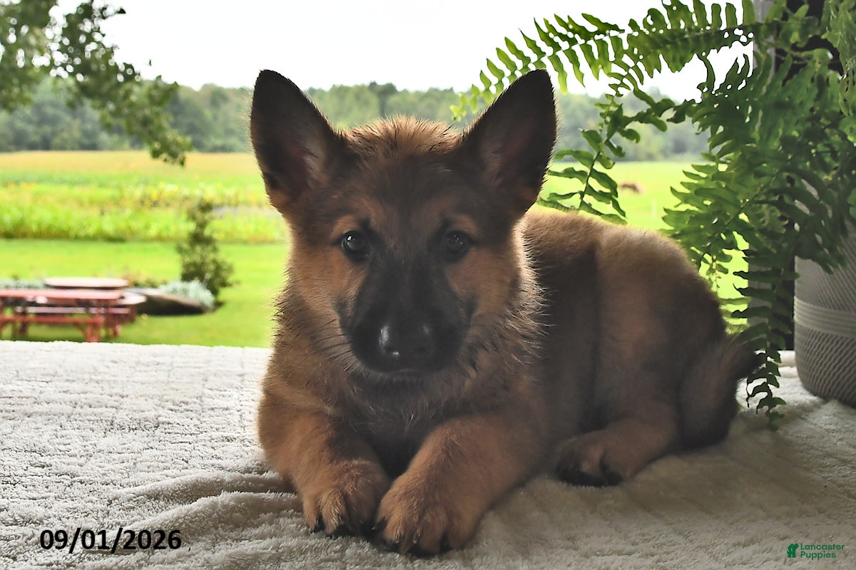 Mixed Breed dogs Baxter - Ad 2