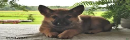 Mixed Breed dogs for sale: Baxter - Ad 2