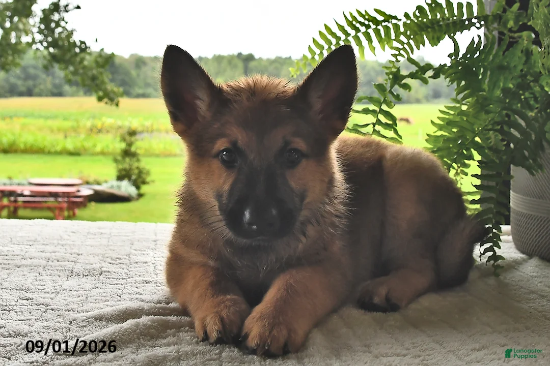 Mixed Breed dogs for sale: Baxter - Ad 2