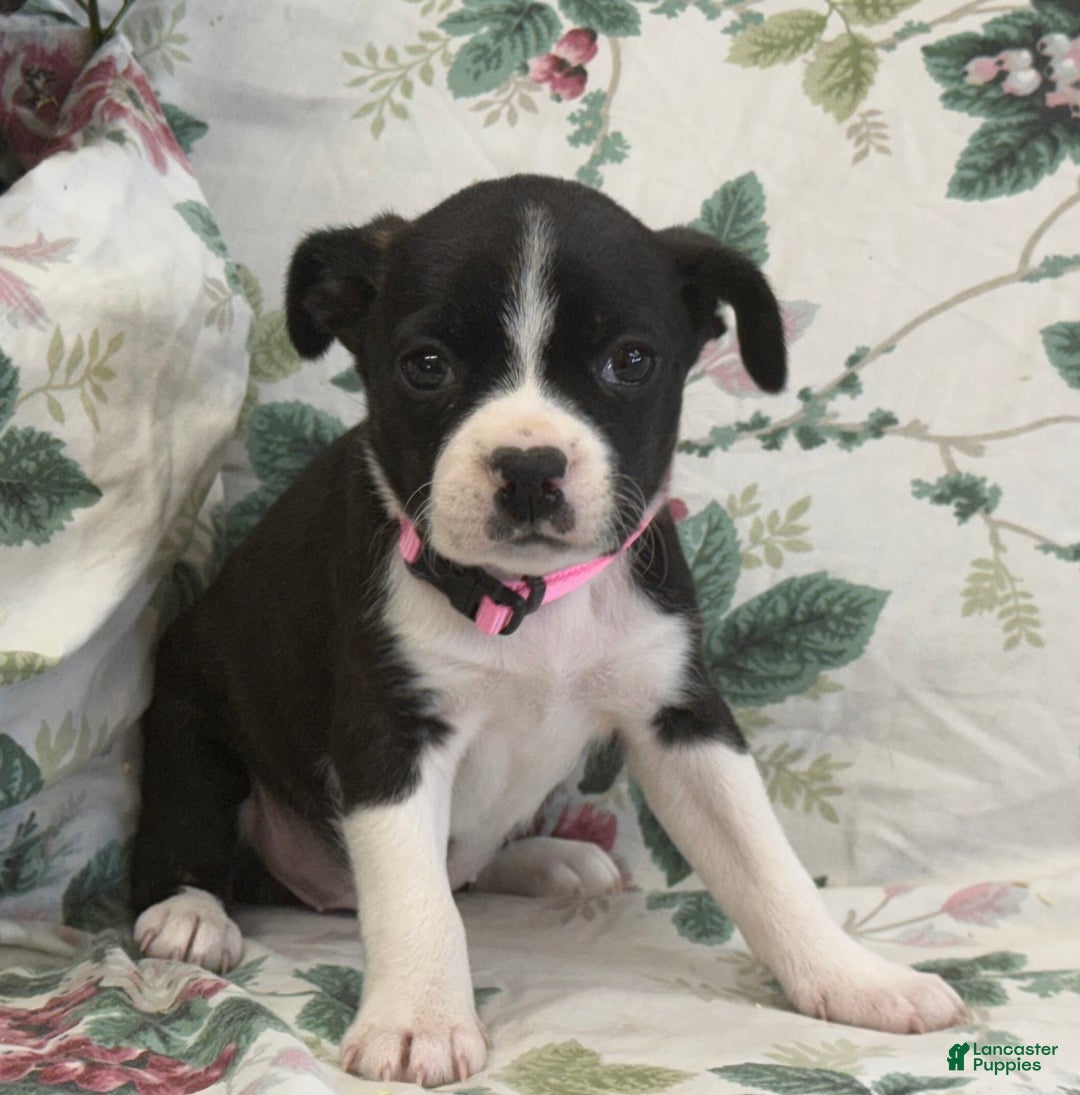 Mixed Breed dogs for sale: Mia - Ad 5