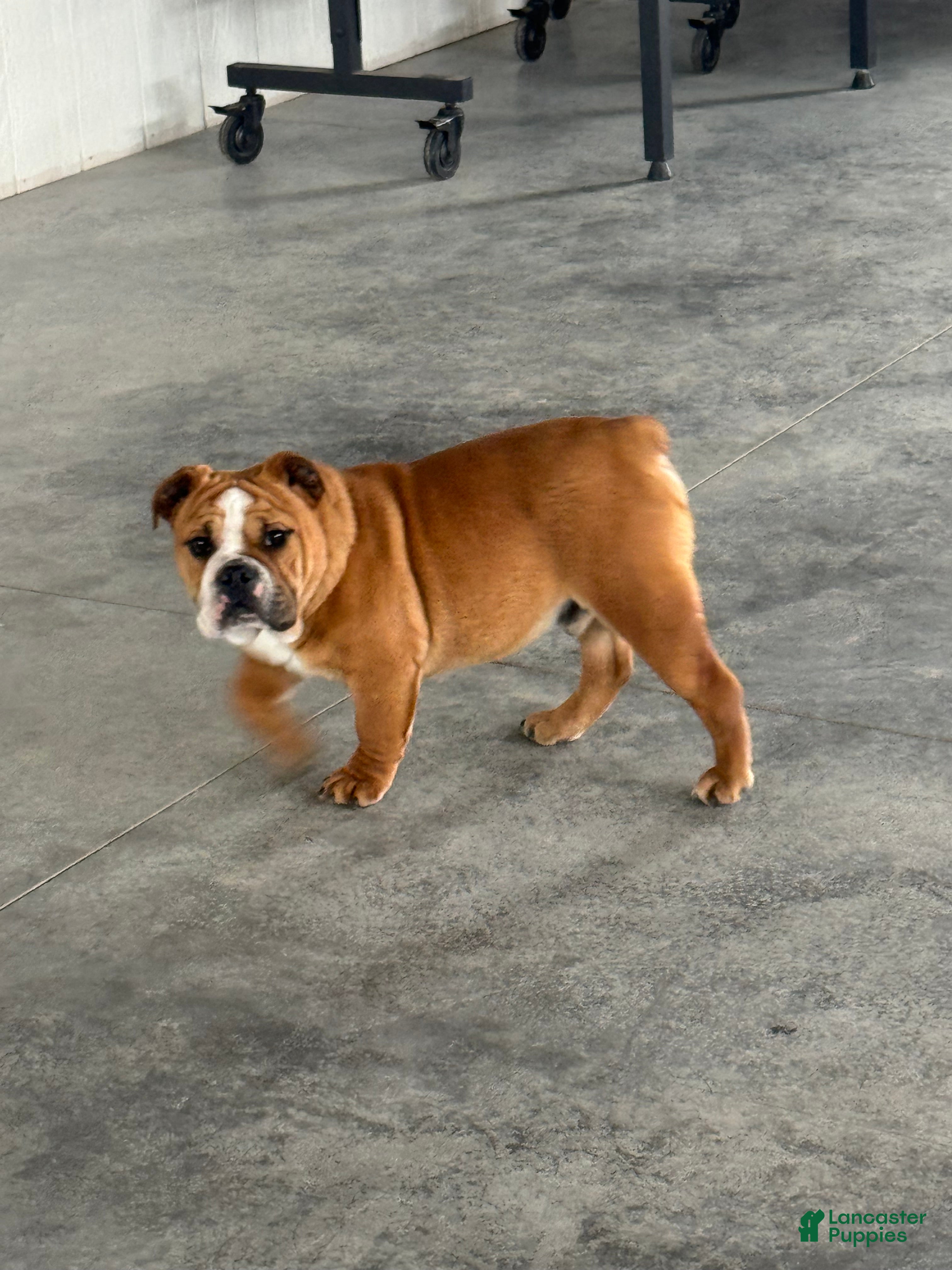 English Bulldog dogs Zeke  - Ad 35