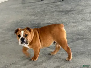 English Bulldog dogs Zeke - Ad 35