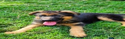 German Shepherd dogs for sale: German Shepherd Puppy 1 - Ad 1
