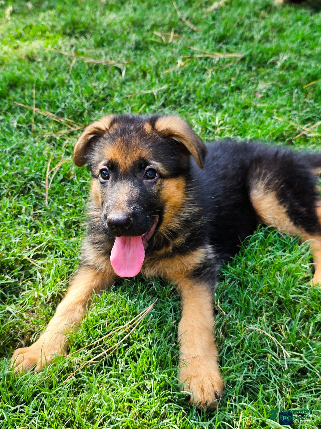 German Shepherd dogs for sale: German Shepherd Puppy 1 - Ad 1