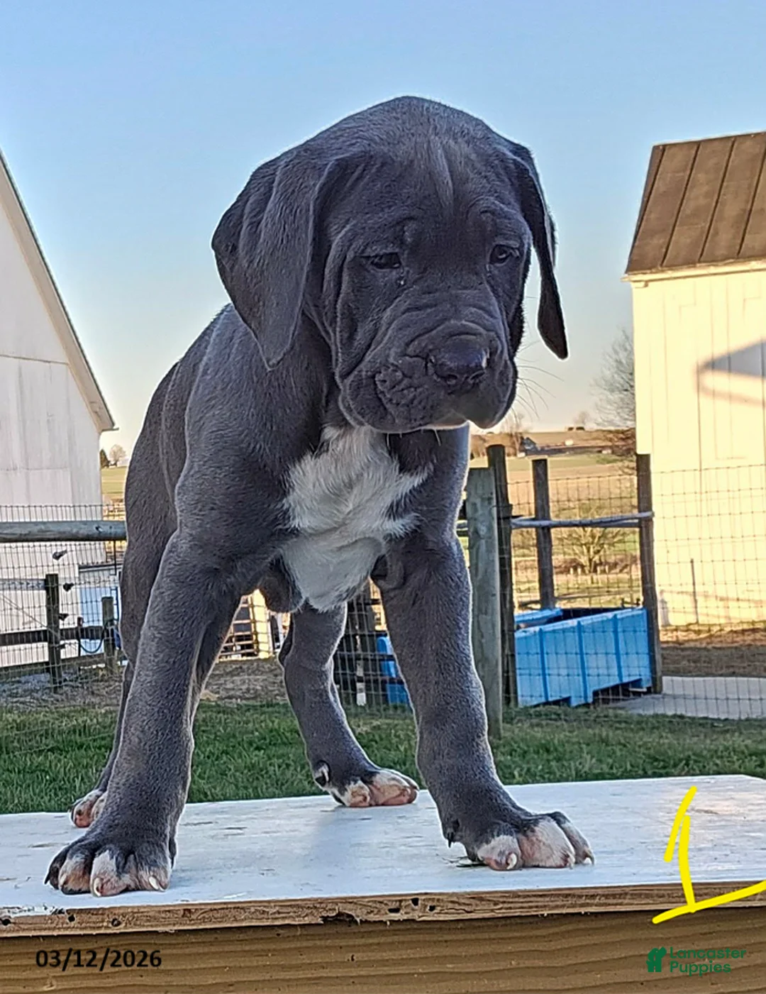 Cane Corso dogs for sale: Ava - Ad 2