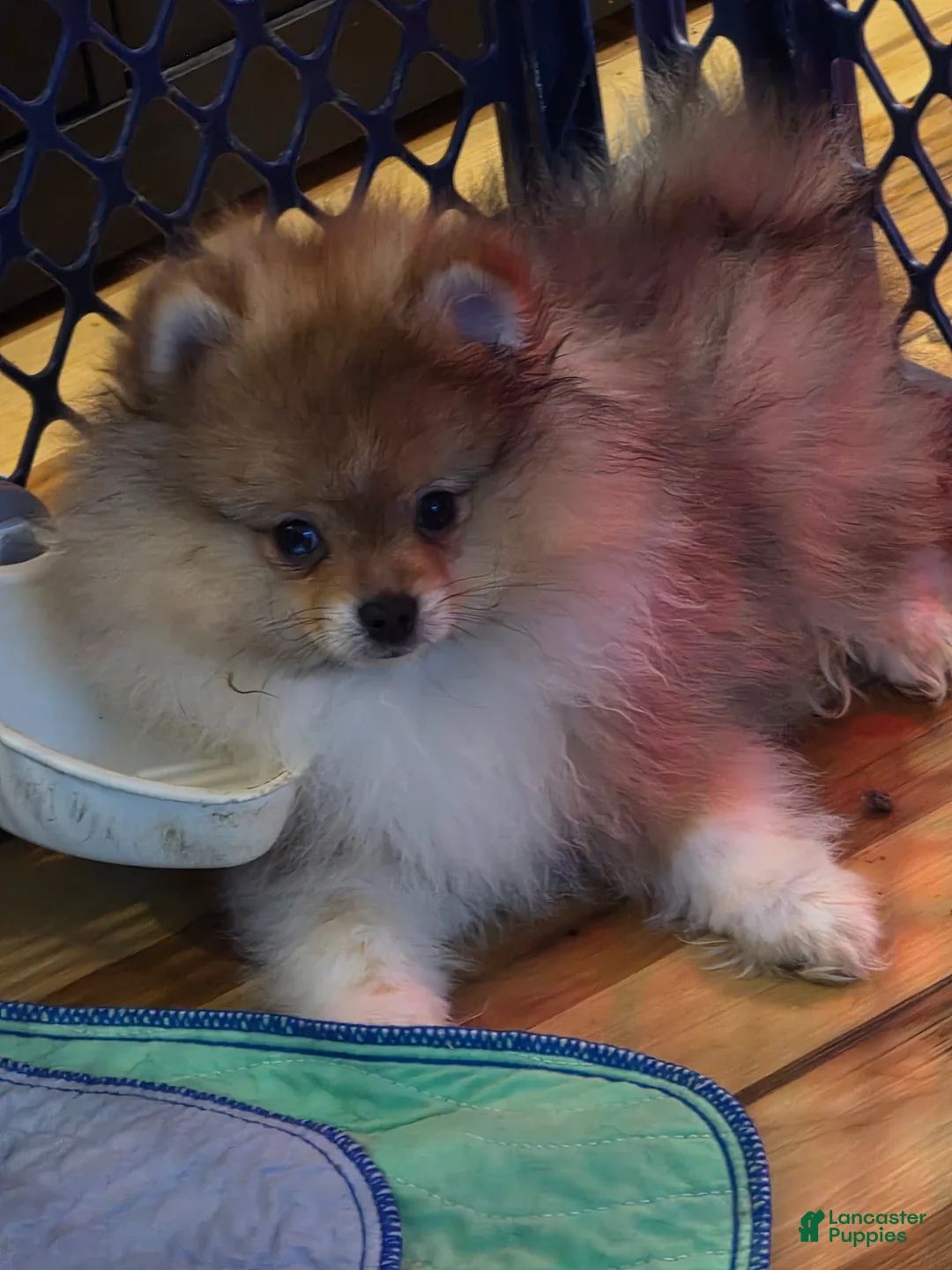 Pomeranian dogs for sale: Pomeranian Puppy 1 - Ad 1