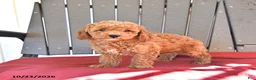 Miniature Poodle dogs for sale: Autumn - Ad 1