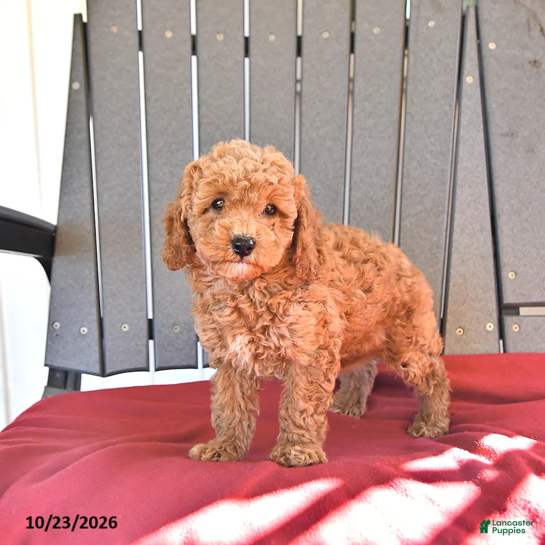 Miniature Poodle dogs for sale: Autumn - Ad 1