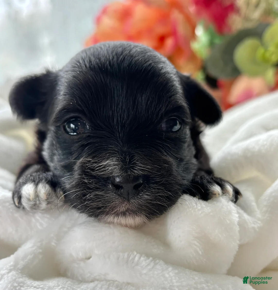 Morkie dogs for sale: Zoey - Ad 2