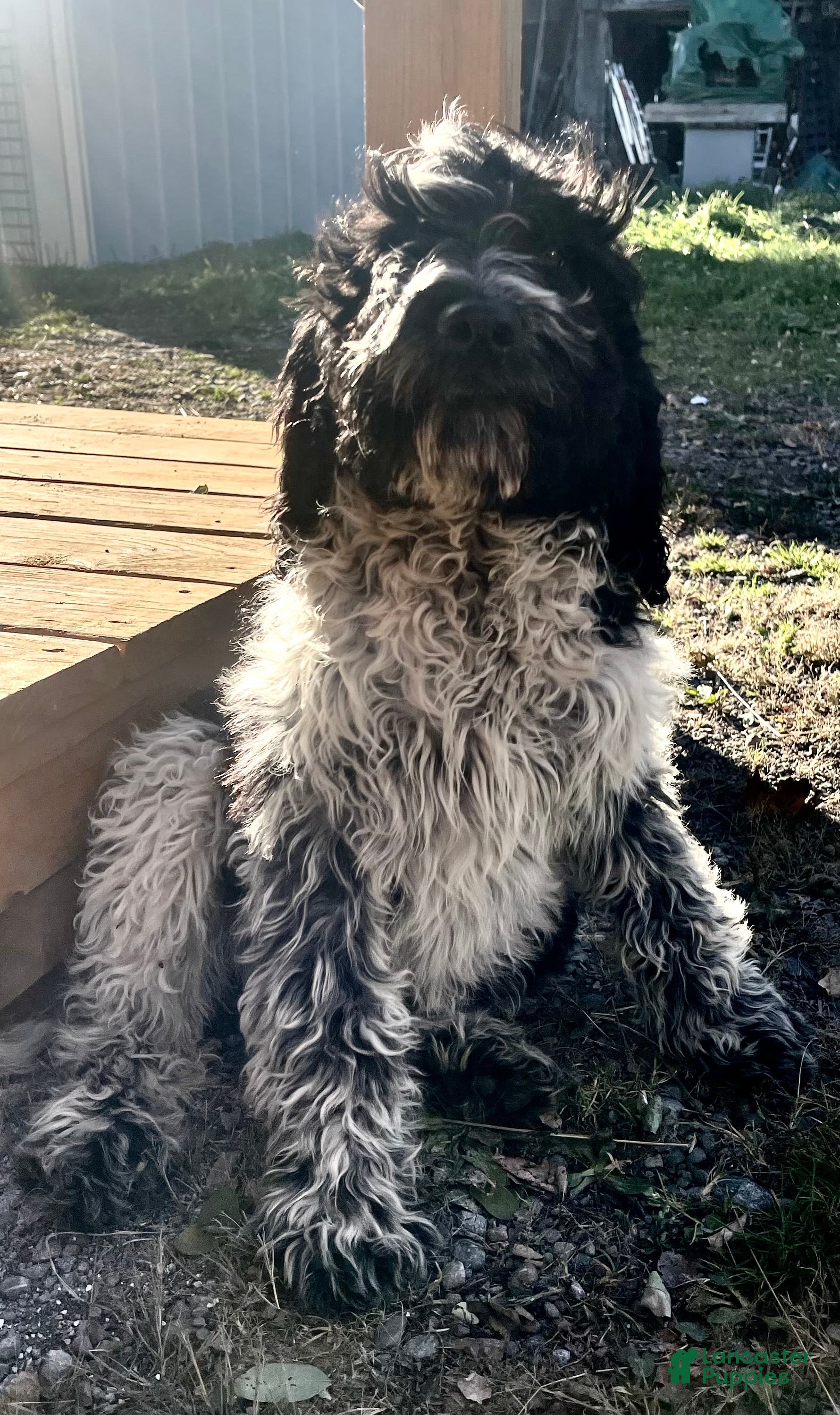 Mixed Breed dogs Lady - Ad 17