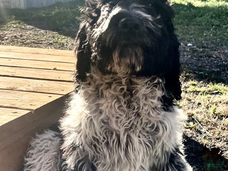 Mixed Breed dogs Lady - Ad 17