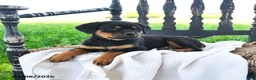 Rottweiler dogs for sale: Reina - Ad 3