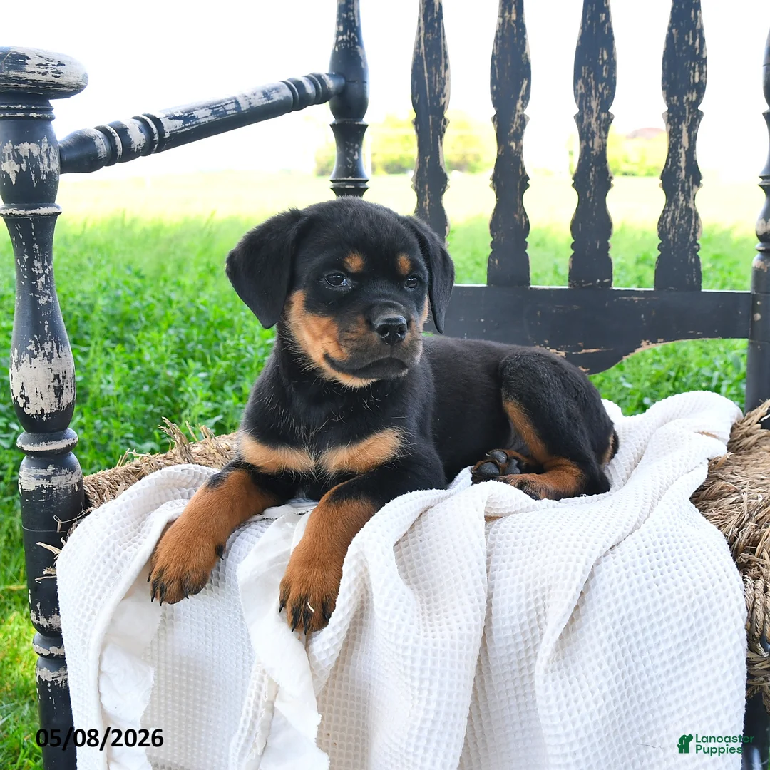 Rottweiler dogs for sale: Reina - Ad 3