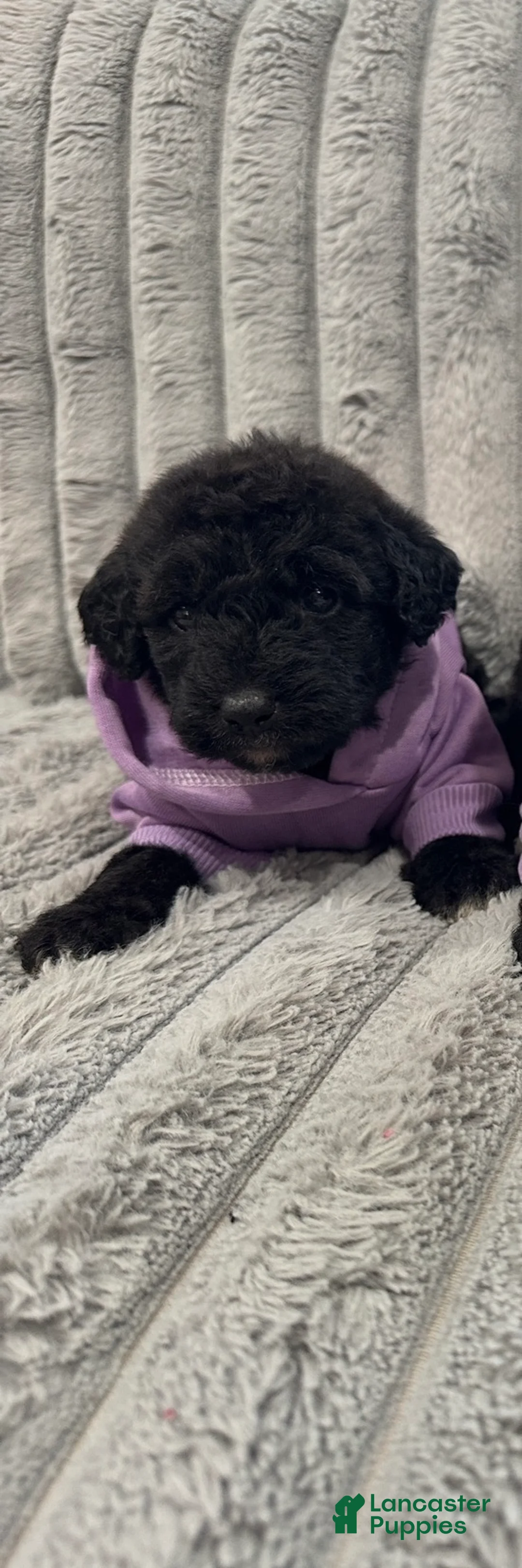 Mixed Breed dogs for sale: Airedoodle female  - Ad 2