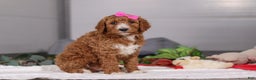 Standard Poodle dogs for sale: Brianna - Ad 2
