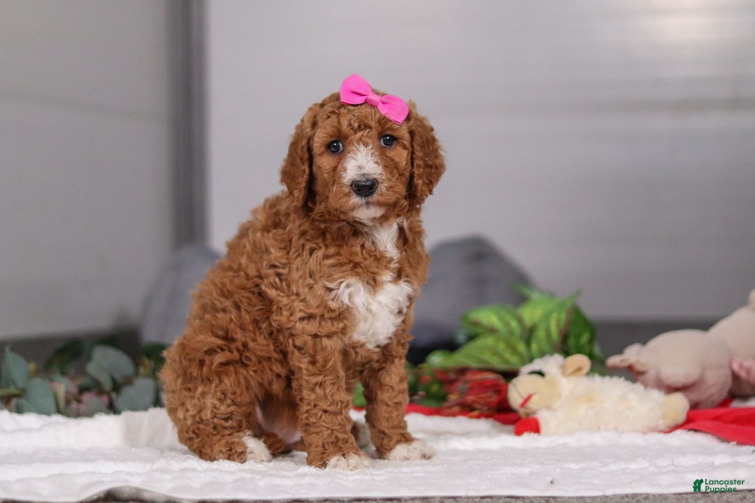 Standard Poodle dogs for sale: Brianna - Ad 2