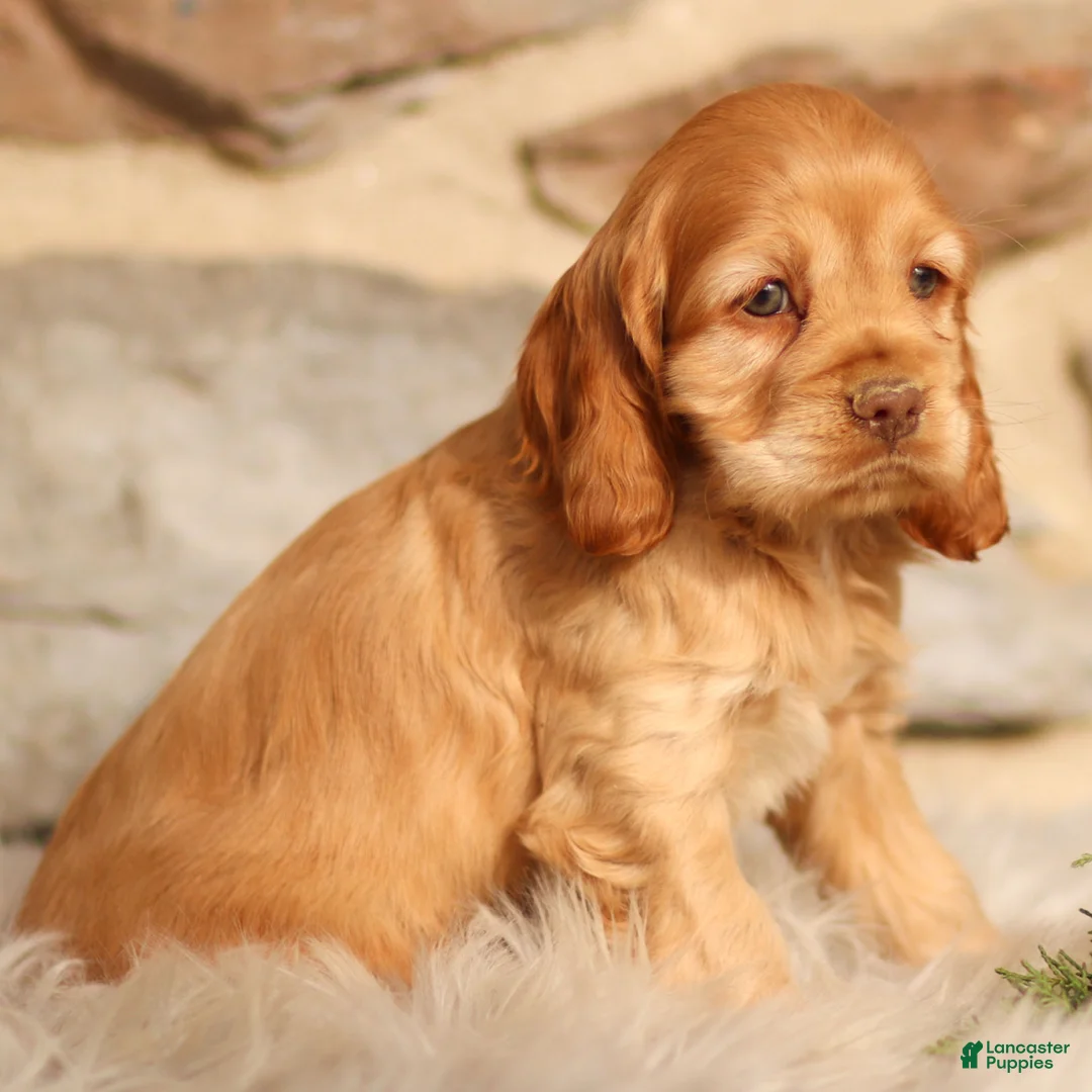 Cocker Spaniel dogs for sale: Denver - Ad 2