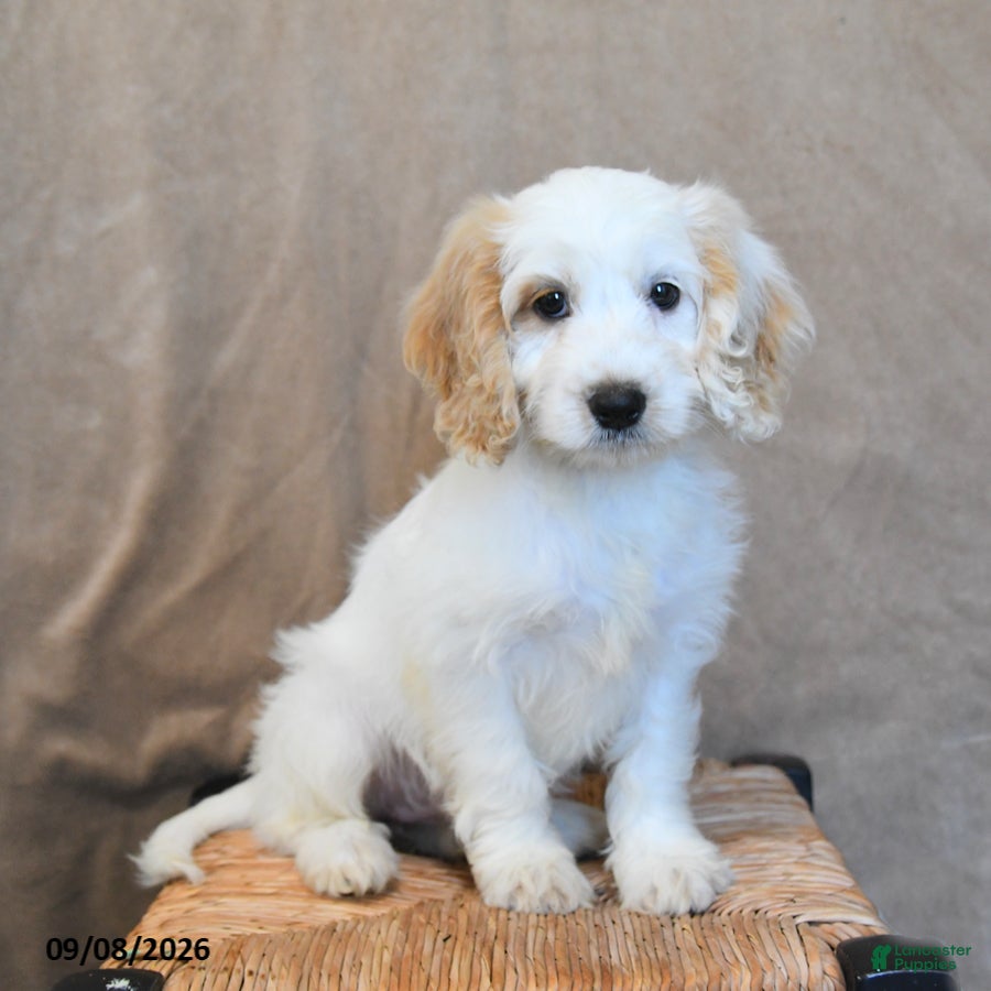 Cockapoo dogs Spritzer - Ad 1